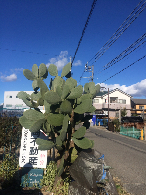 小林カクタス 実生園 かっこいい多肉